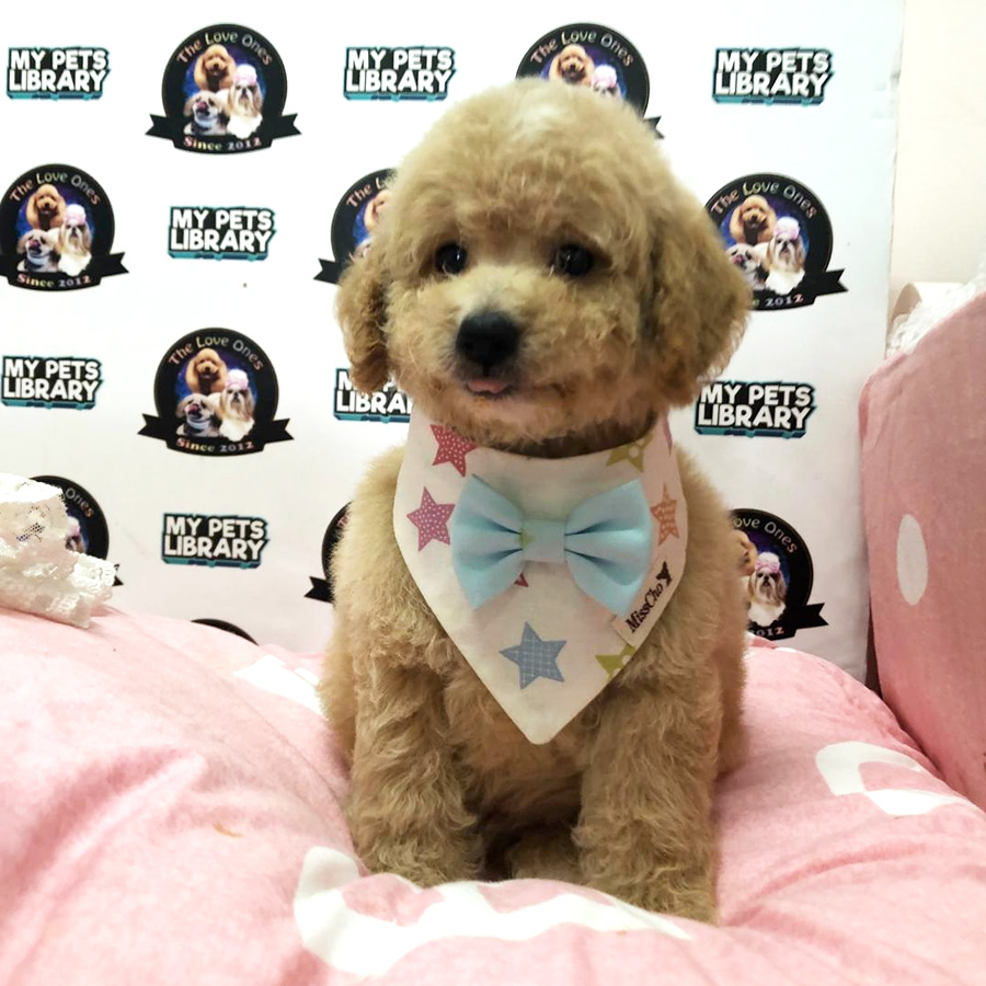 Teddy Bear Tiny Toy Poodle Puppy For Sale (Male)