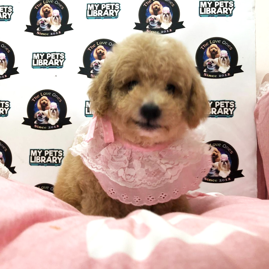 Teddy Bear Tiny Toy Poodle For Sale