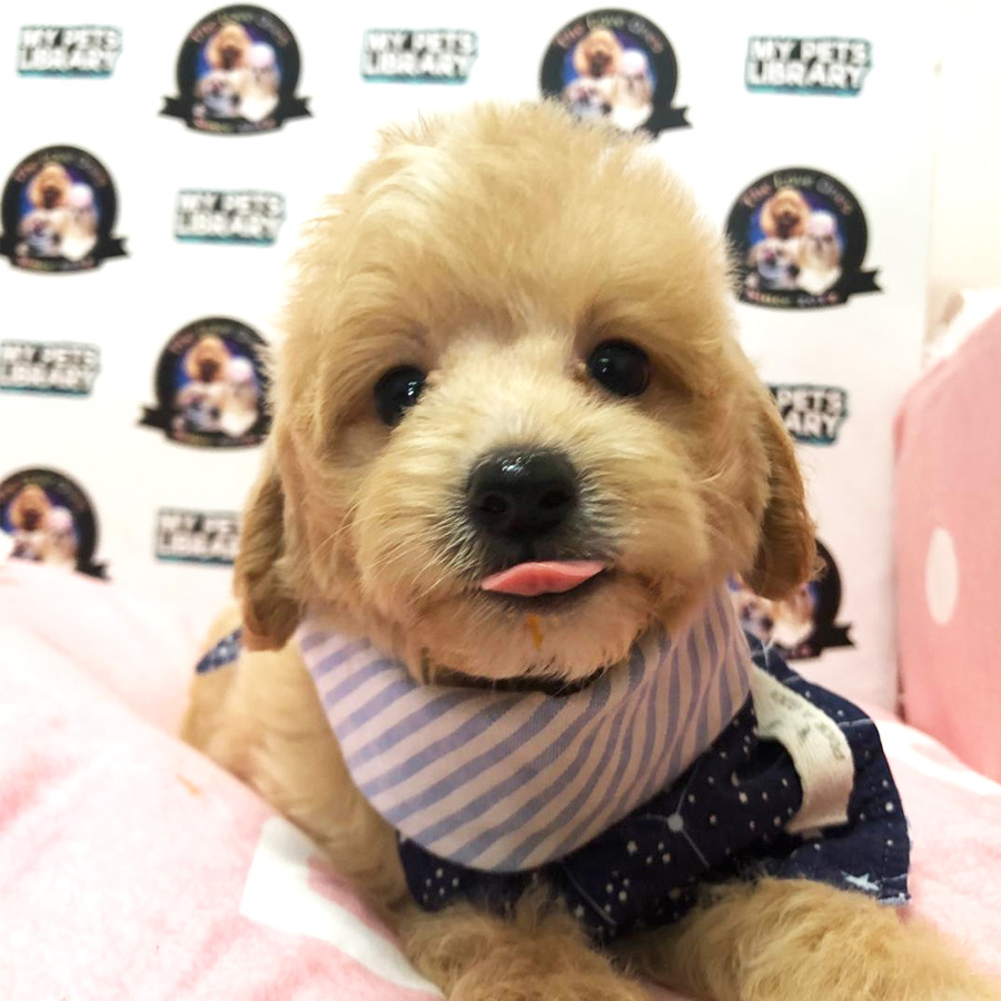 Teddy Bear Tiny Toy Poodle For Sale