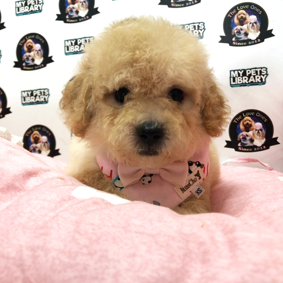 Teddy Bear Tiny Toy Poodle For Sale