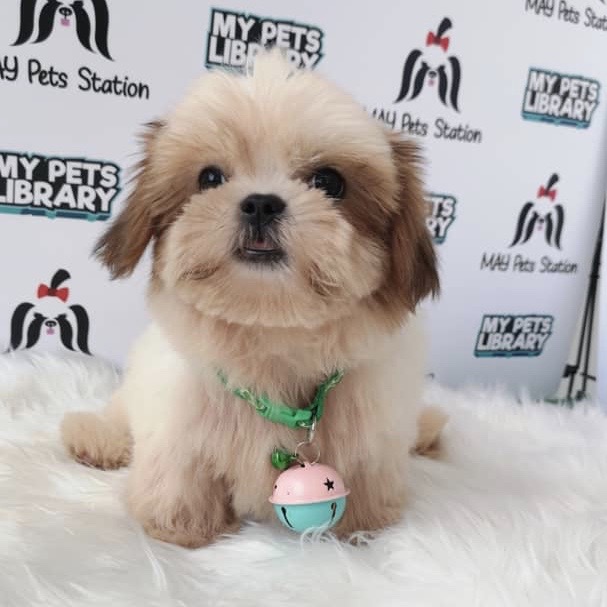 Sweet Face Shih Tzu Puppy (Female) For Sale