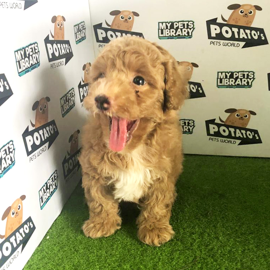 Toy Poodle Puppy For Sale (Male)