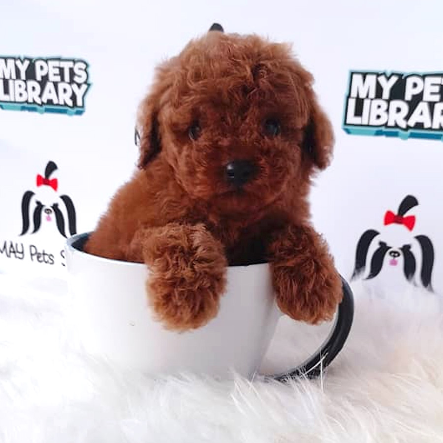 Red Tiny Toy Poodle Puppy For Sale (Female)