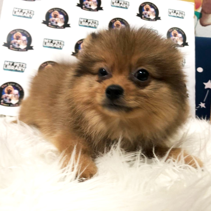 Fox Face Pomeranian Puppy For Sale (Female)