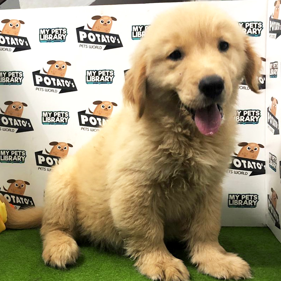 AA Quality Golden Retriever For Sale