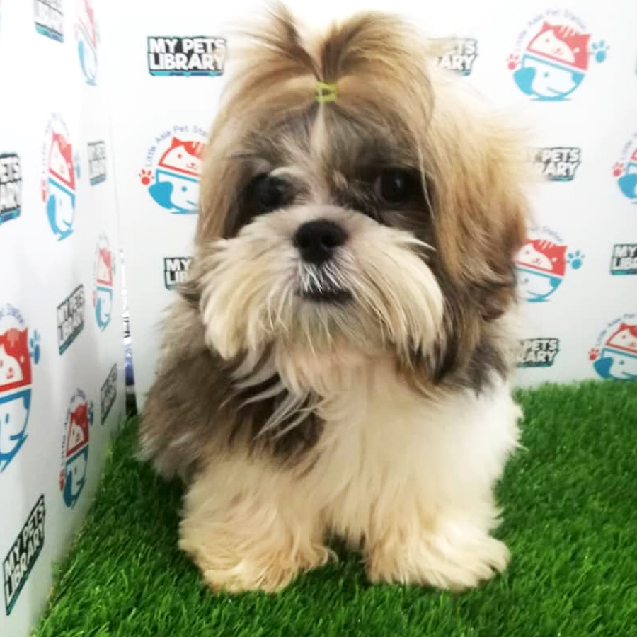 Shih Tzu Puppy (Male) For Sale