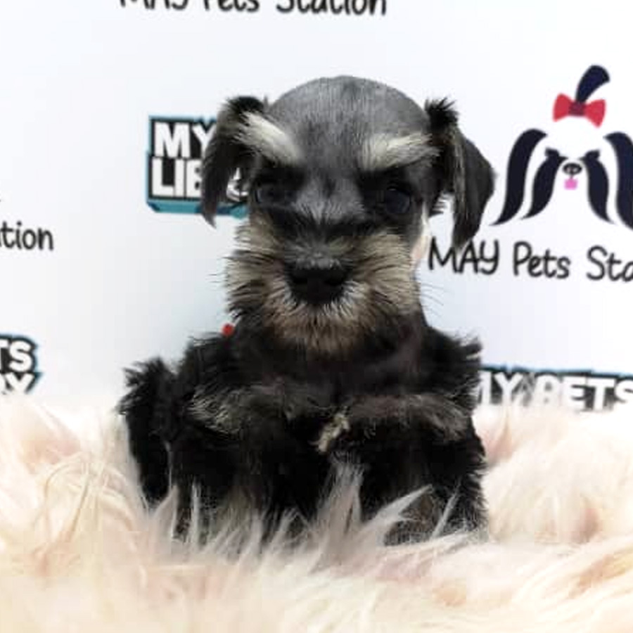 Miniature Schnauzer Puppy For Sale (Female)