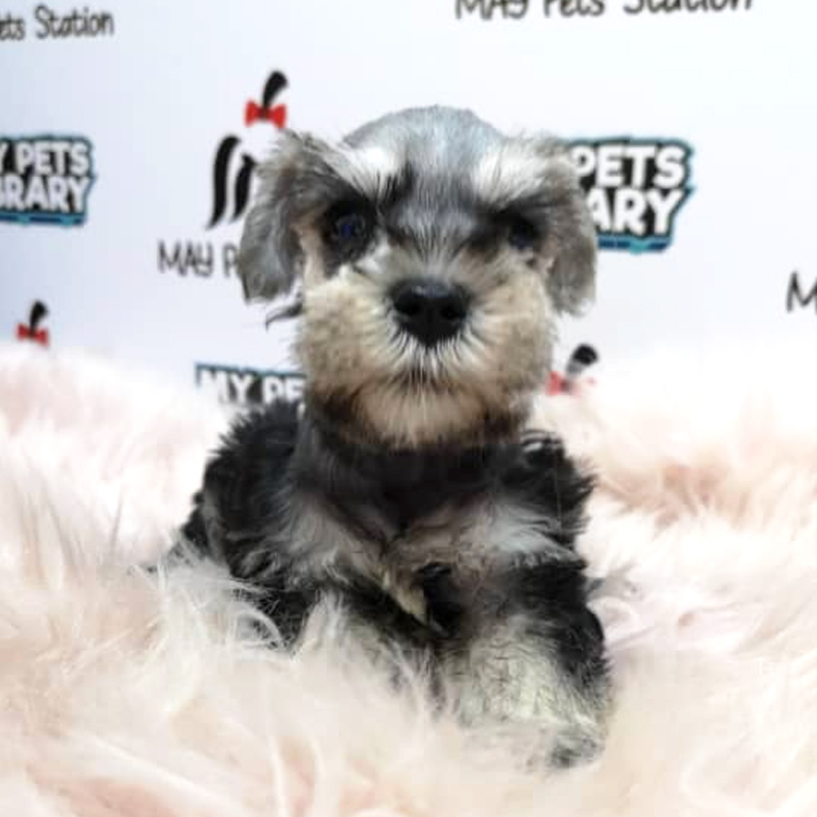 Miniature Schnauzer Puppy For Sale (Female)