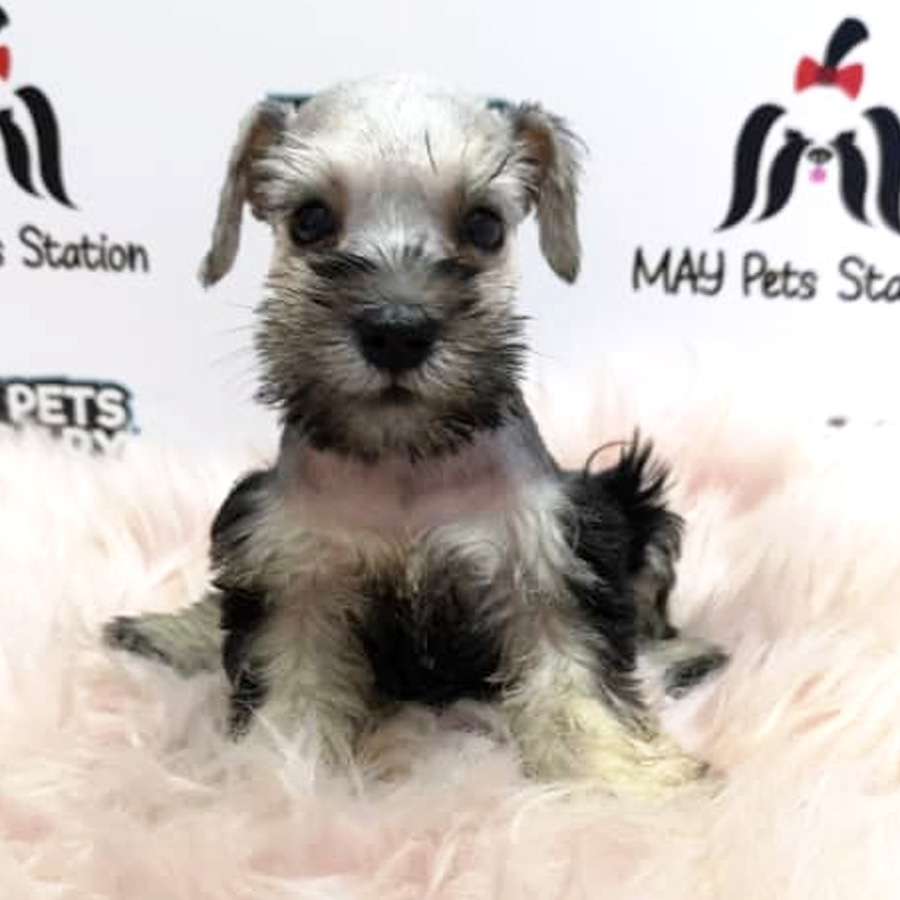 Miniature Schnauzer Puppy For Sale (Female)