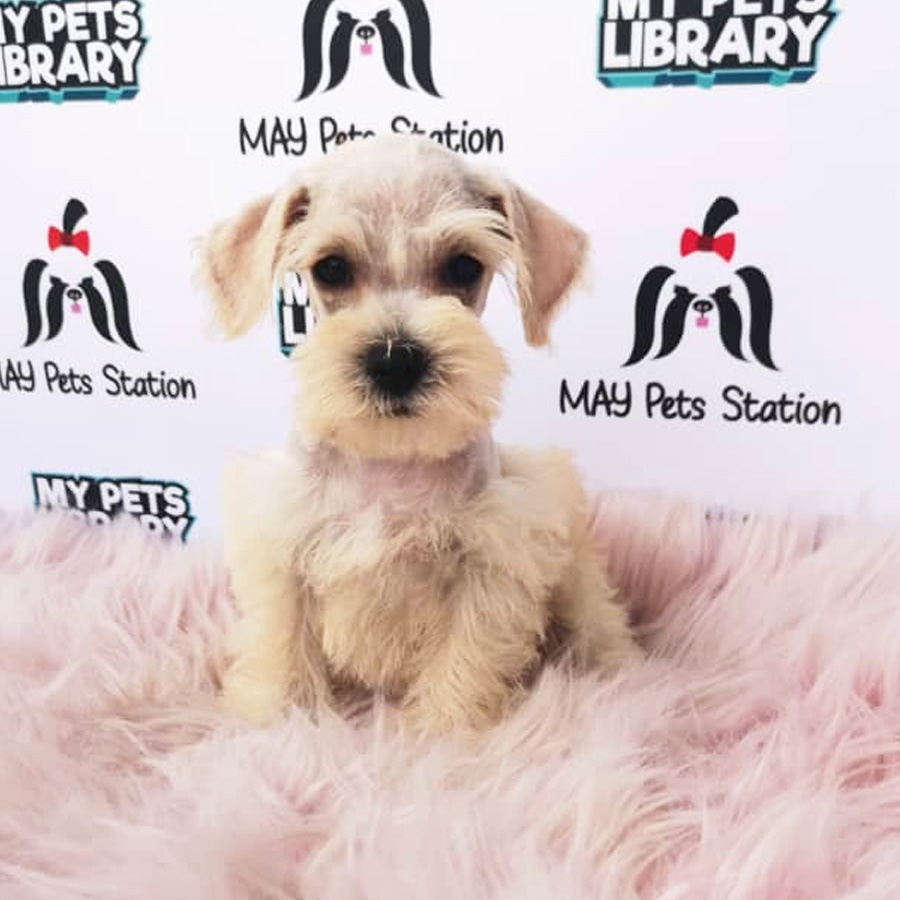 Miniature Schnauzer Puppy For Sale (Female)