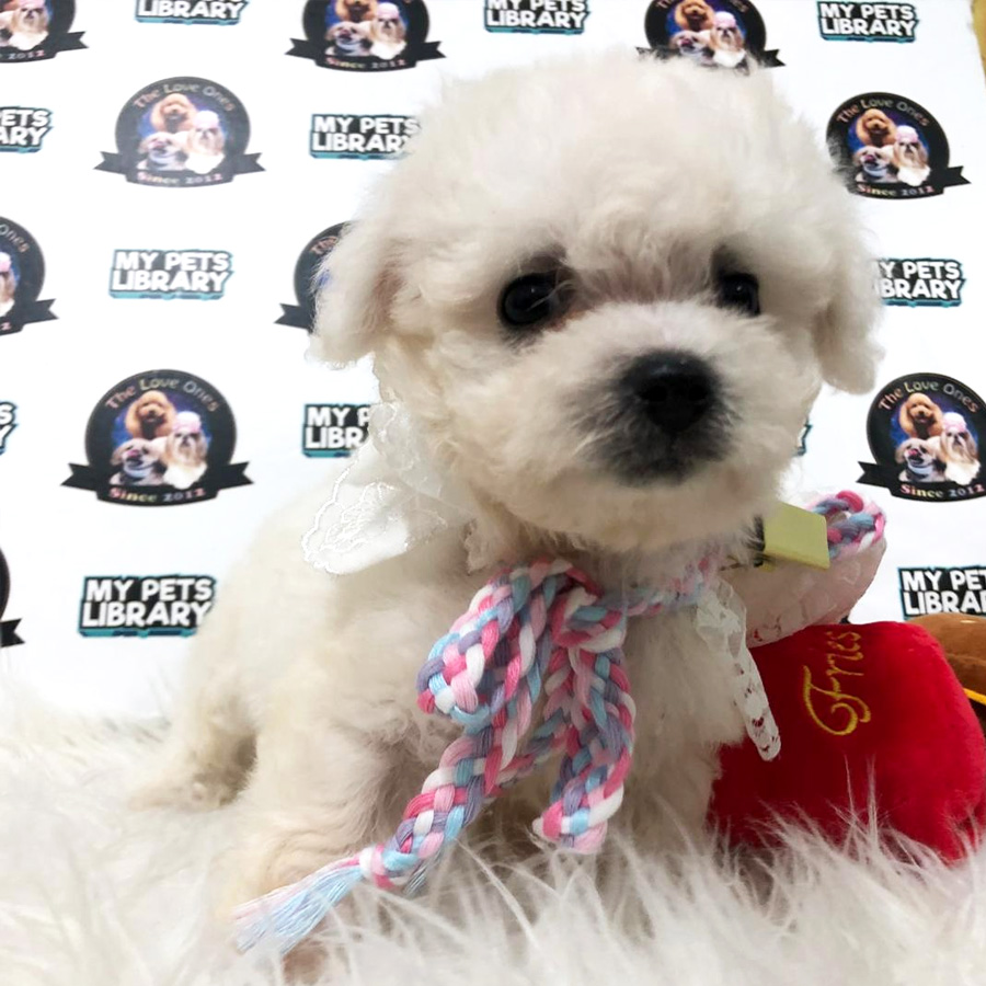 Bichon Frise Puppy For Sale (Female)
