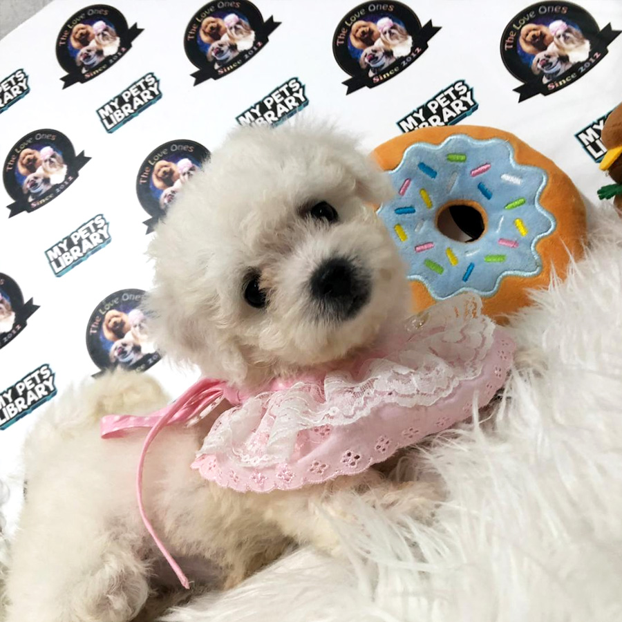 Bichon Frise Puppy For Sale (Female)