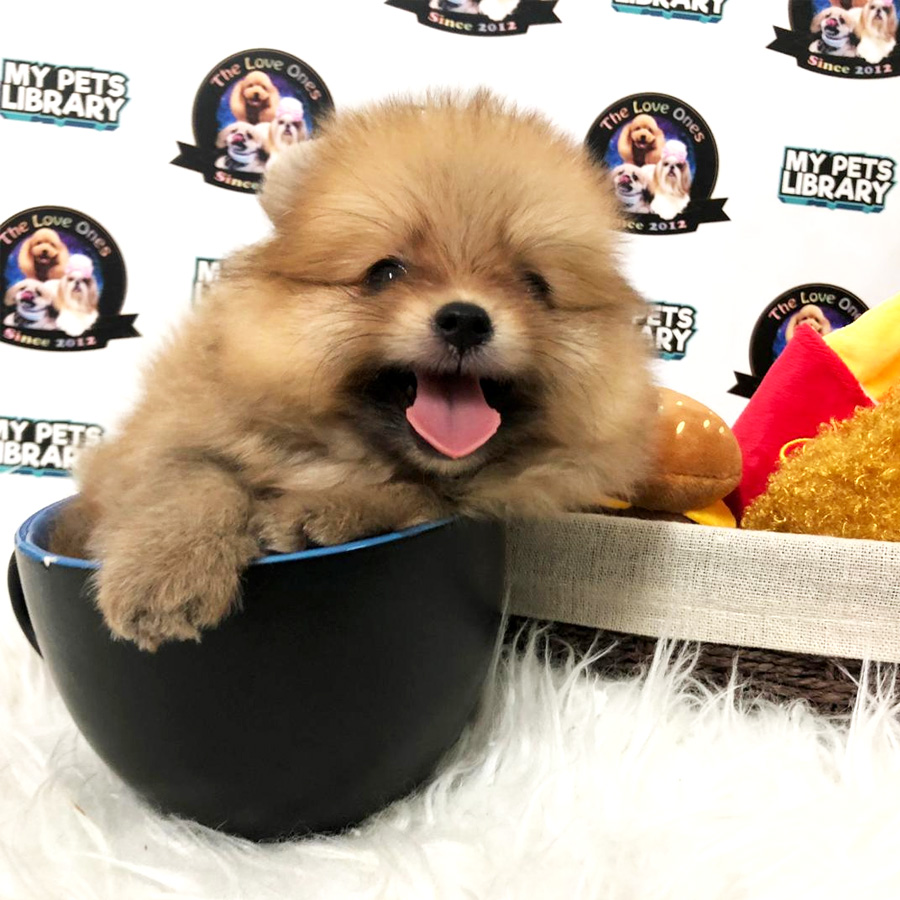 Tiny Teacup Pomeranian For Sale