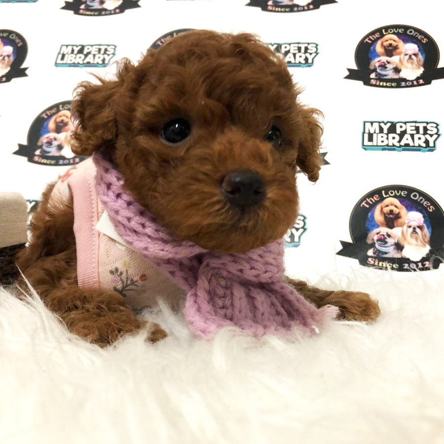 Super Red Tiny Poodle Puppy For Sale