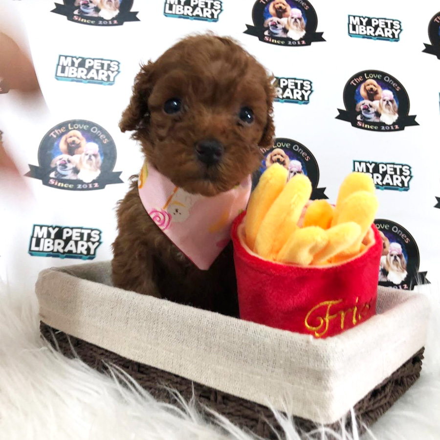 Super Red Tiny Poodle Puppy For Sale