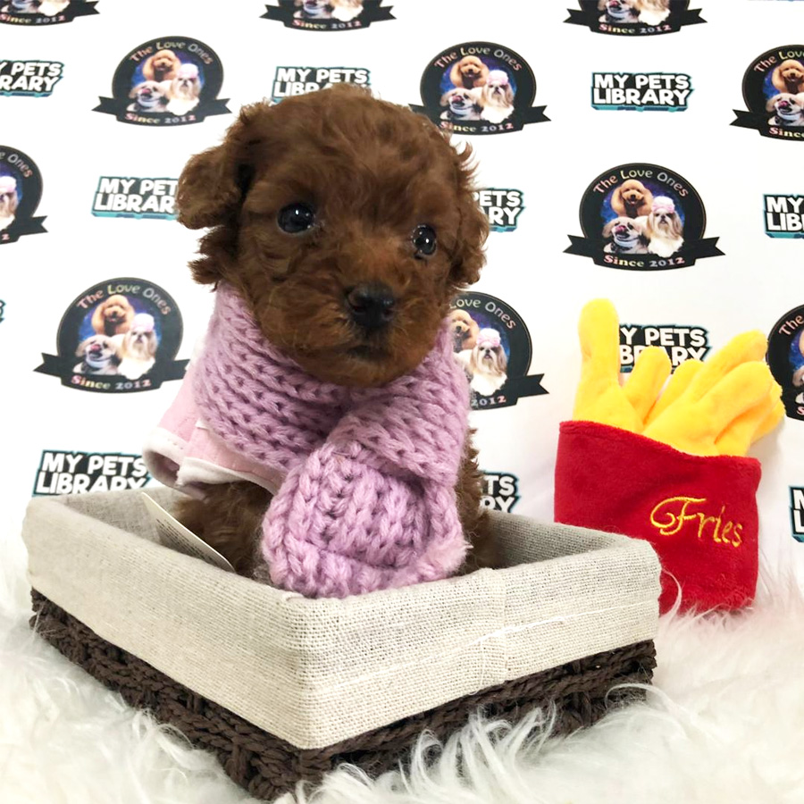 Super Red Tiny Poodle Puppy For Sale