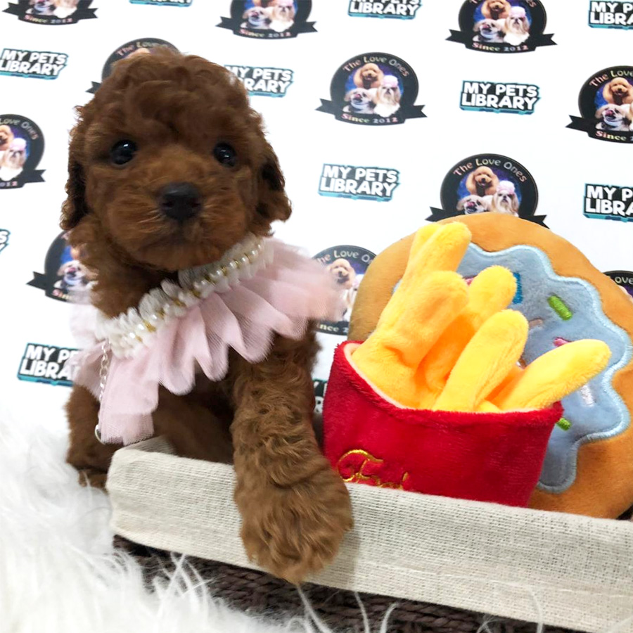 Super Red Tiny Poodle Puppy For Sale