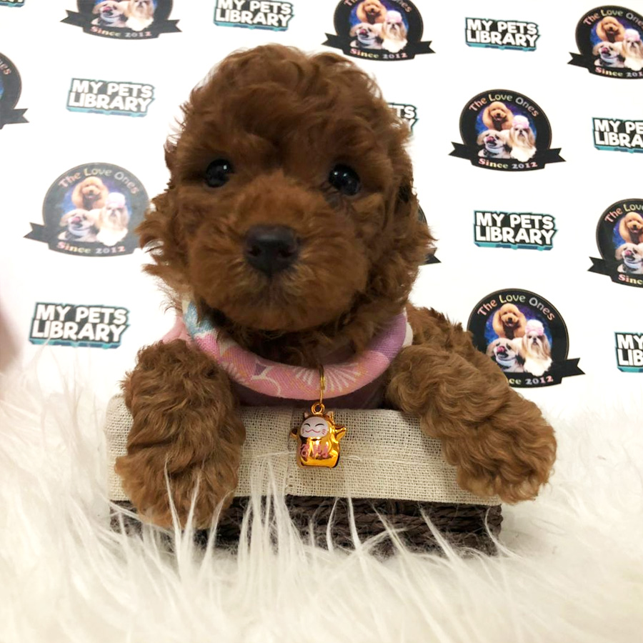 Super Red Tiny Poodle Puppy For Sale