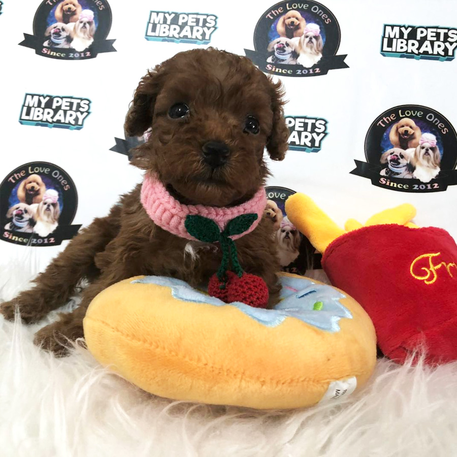 Super Red Tiny Poodle Puppy For Sale