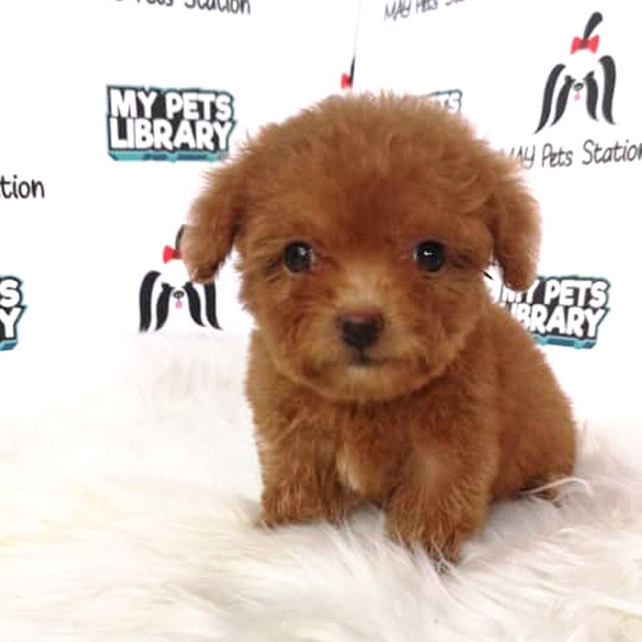 Tiny Toy Poodle Puppy For Sale (Female)