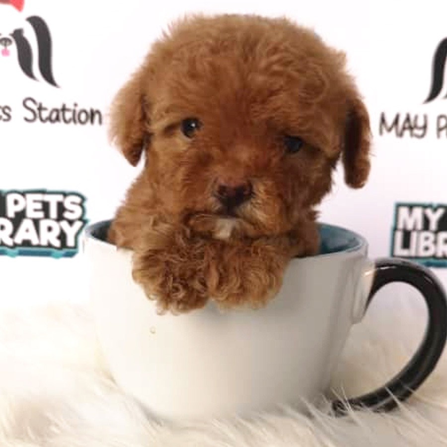 Short Leg Tiny Poodle Puppy For Sale (Female)