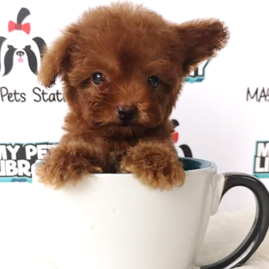 Tiny Toy Poodle Puppy For Sale
