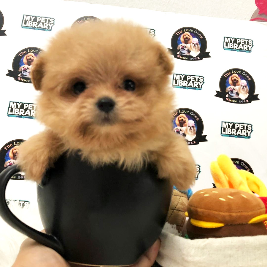 Tiny Teacup Pomeranian For Sale