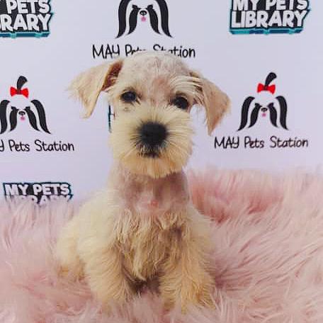 Miniature Schnauzer Puppy For Sale (Female)