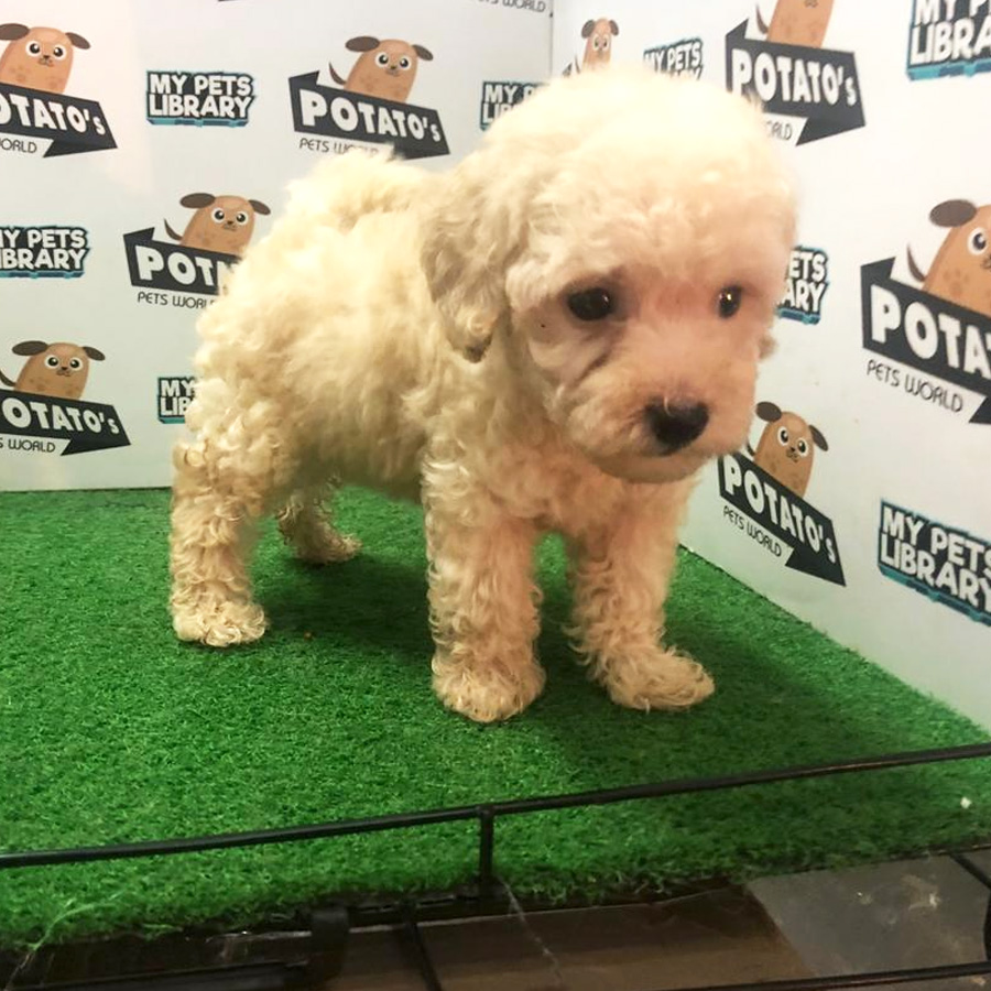 Toy Poodle Puppy For Sale