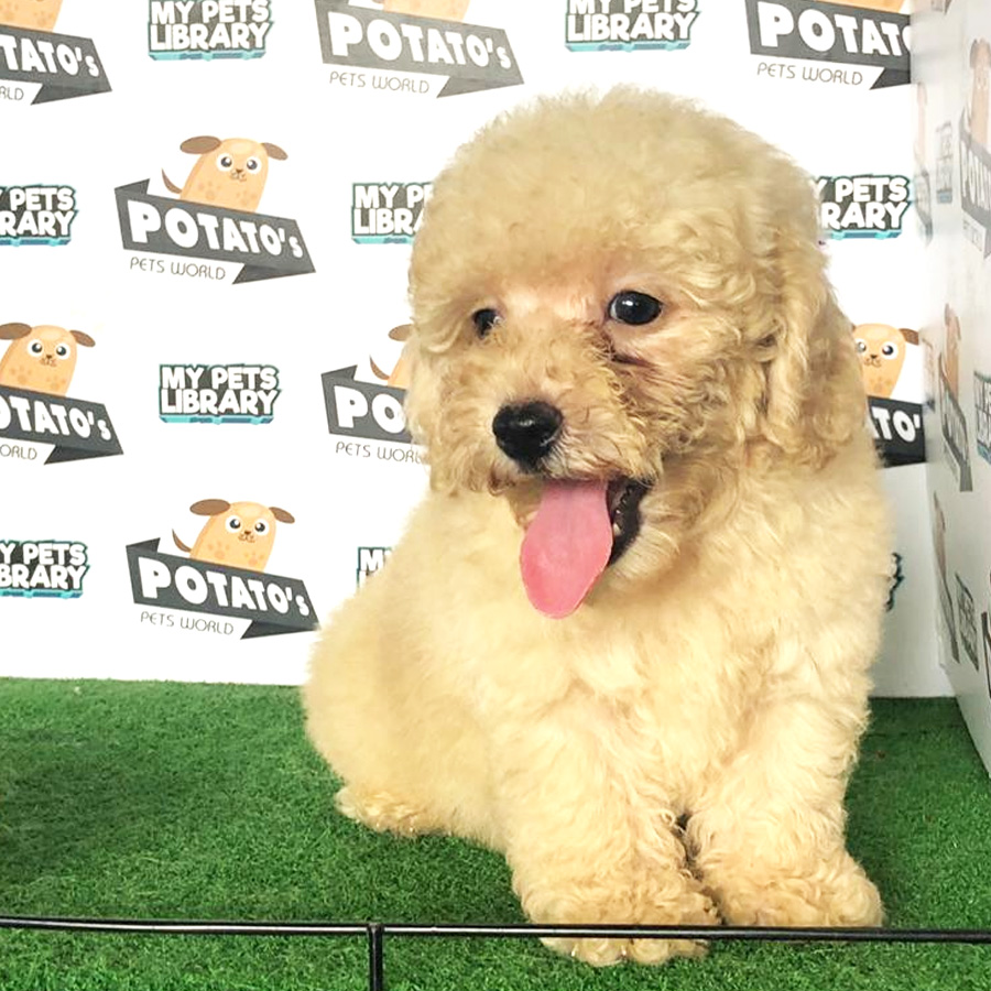 Toy Poodle Puppy For Sale