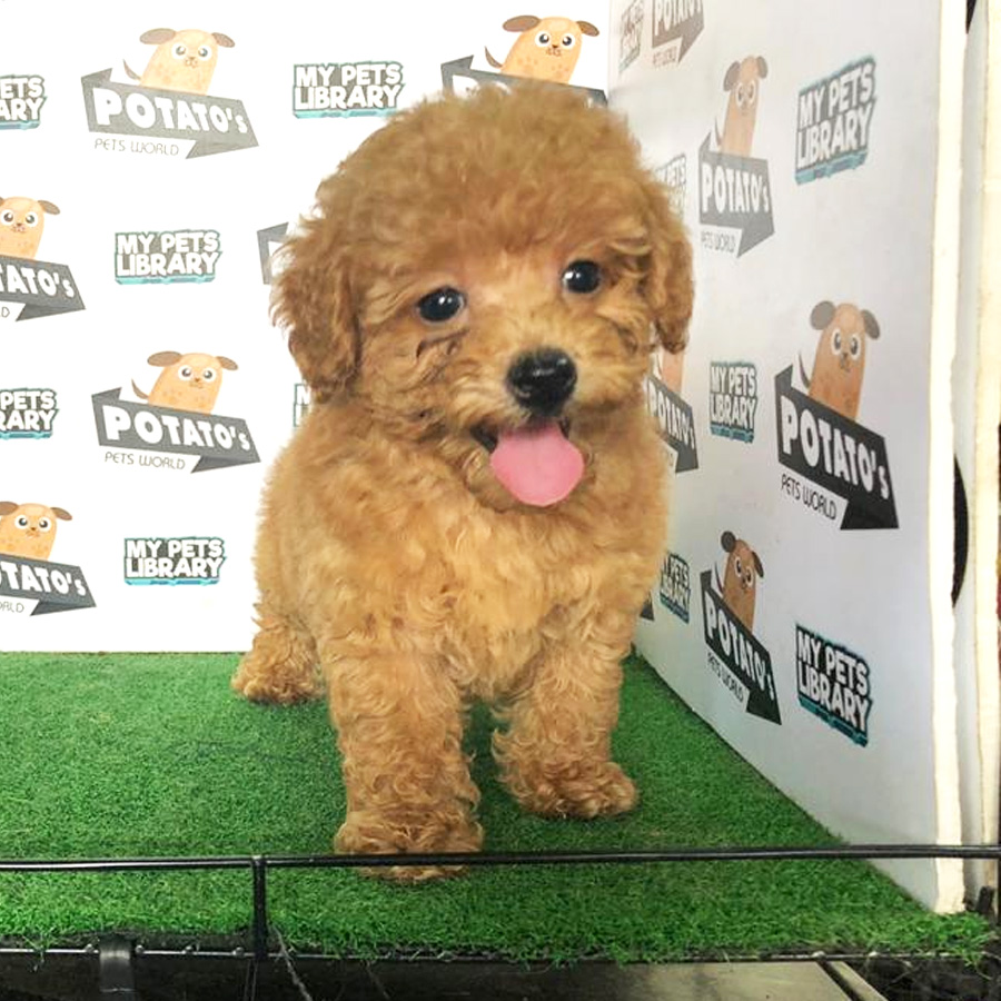 Toy Poodle Puppy For Sale