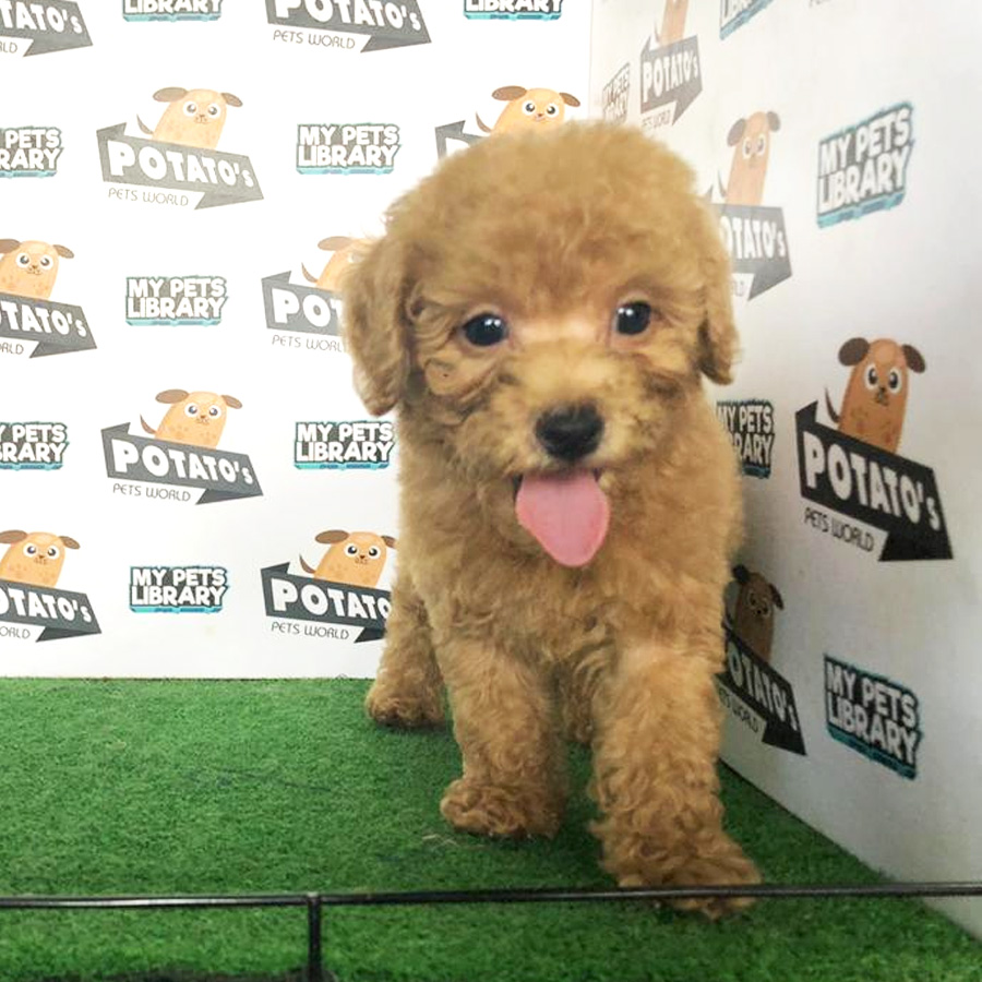 Toy Poodle Puppy For Sale