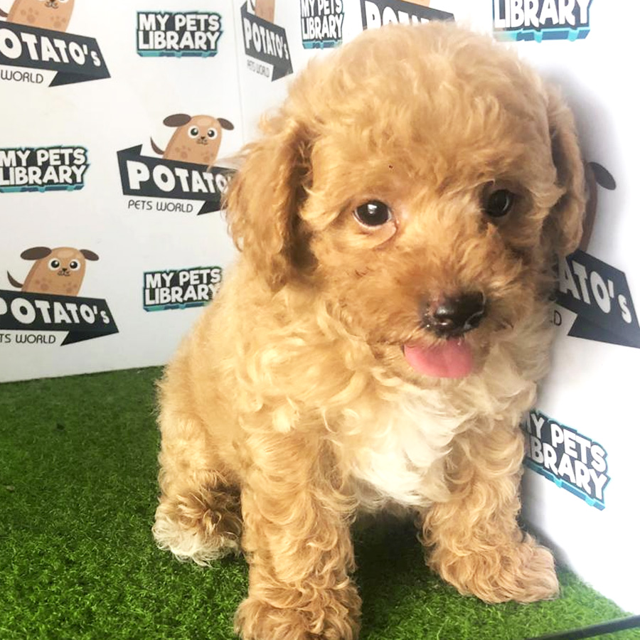Toy Poodle Puppy For Sale