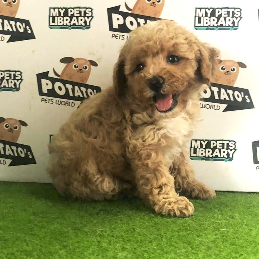 Toy Poodle Puppy For Sale
