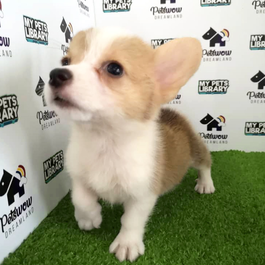 Welsh Corgi Puppy For Sale (Female)