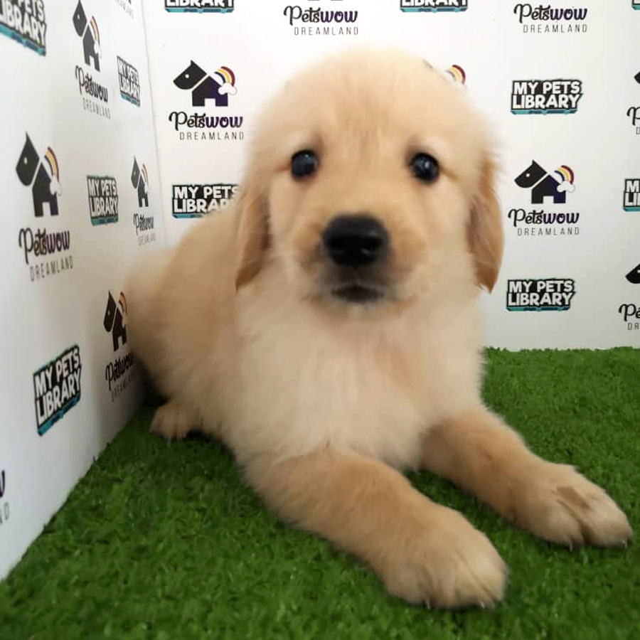 Golden Retriever Puppy For Sale