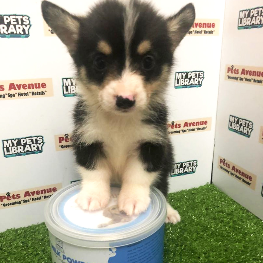 Welsh Corgi Puppy For Sale