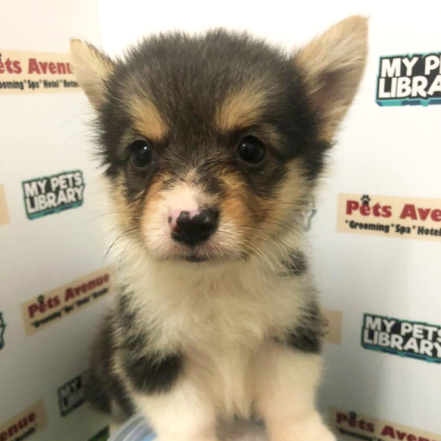 Welsh Corgi Puppy For Sale