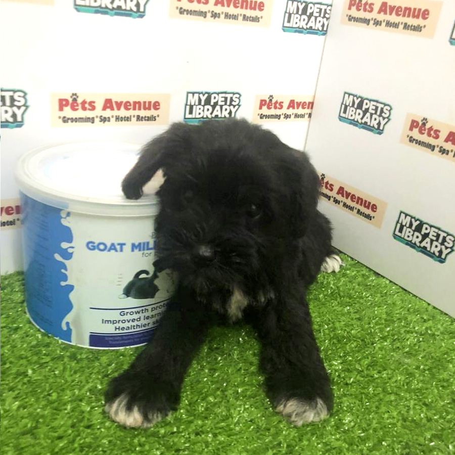 Miniature Schnauzer Puppy For Sale (Female)