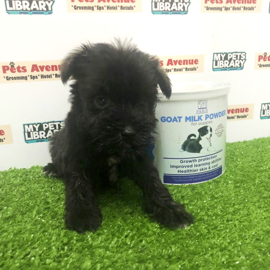 Miniature Schnauzer Puppy For Sale (Female)