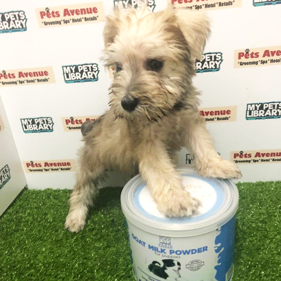 Miniature Schnauzer Puppy For Sale