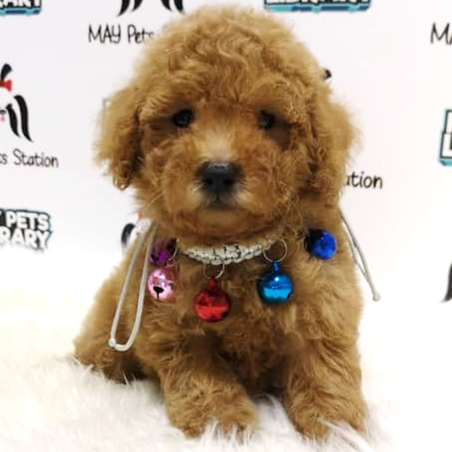 Fluffy Toy Poodle Puppy For Sale (Male)