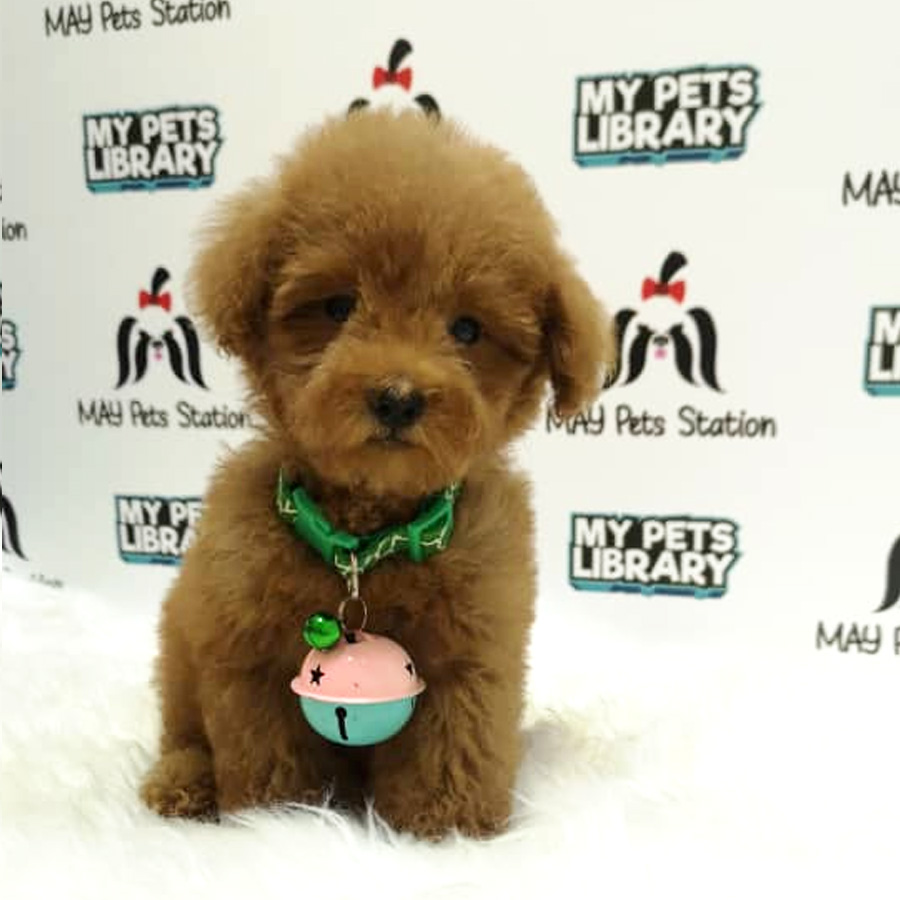 Fluffy Toy Poodle Puppy For Sale (Male)