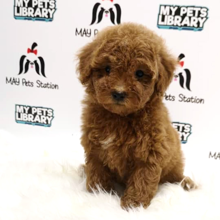 Toy Poodle Puppy For Sale