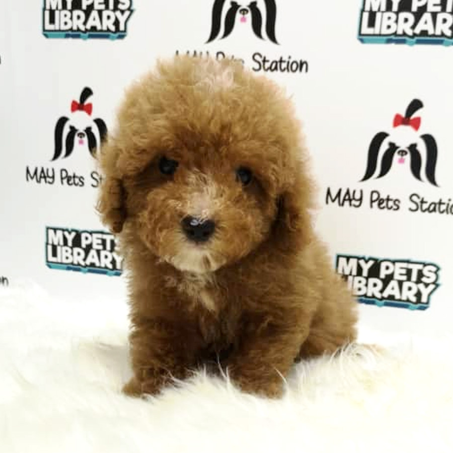 Toy Poodle Puppy For Sale (Male)