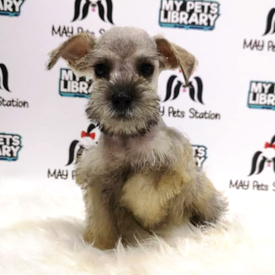 Miniature Schnauzer Puppy For Sale