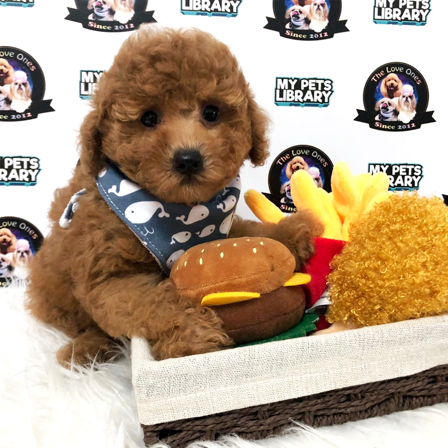 Super Red Tiny Toy Poodle Puppy For Sale