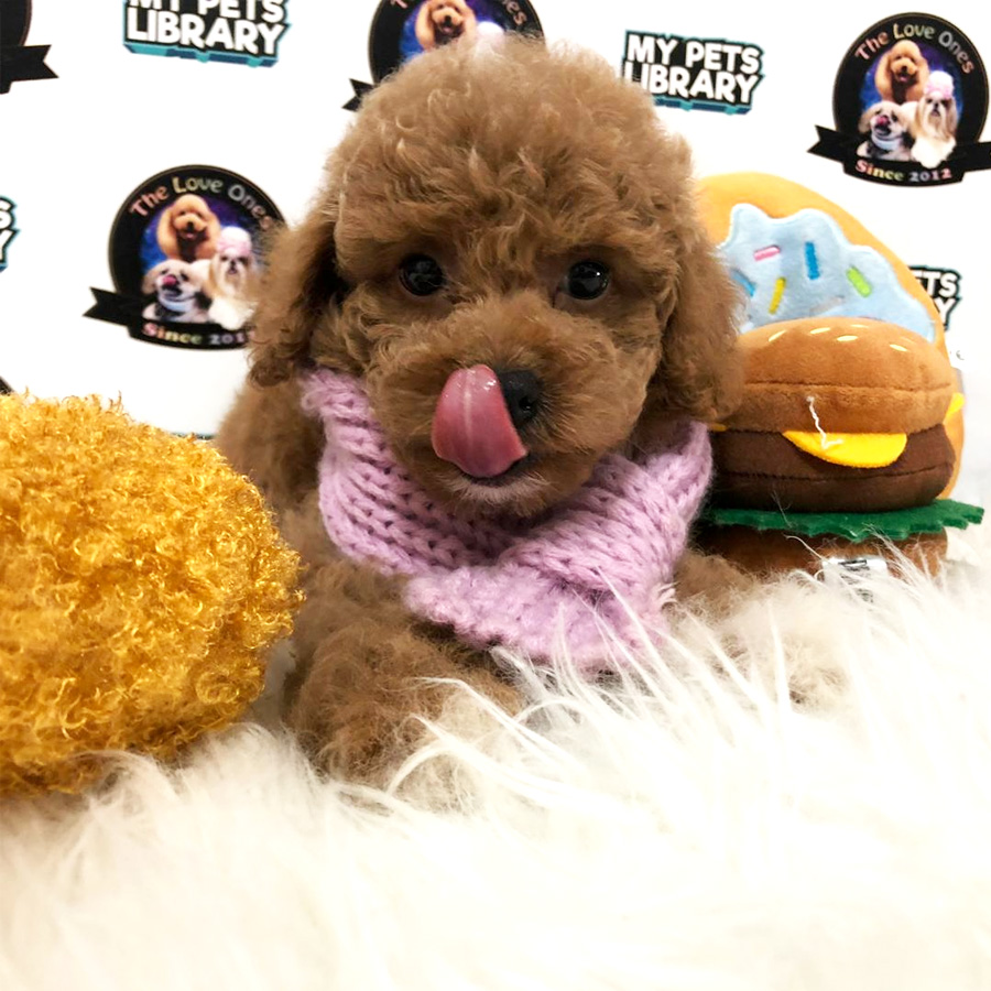 Tiny Toy Poodle Puppy For Sale (Female)