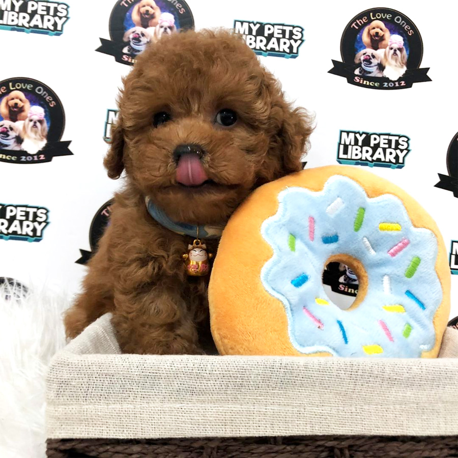 Super Red Tiny Toy Poodle Puppy For Sale