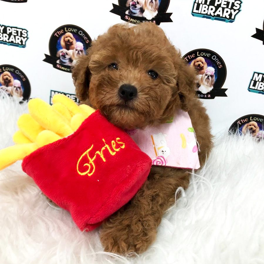 Tiny Toy Poodle Puppy For Sale (Female)